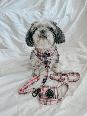 INFLUENCER_CONTENT | @DECLAN_THE_ONE_EYED_TRIPAWD | SIZE XS