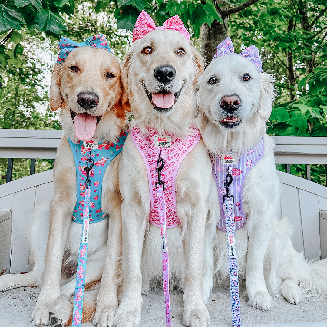 Three golden retrievers sit side by side on a bench, each wearing a colorful harness and matching bow on their heads. The background is lush with green trees, and all three dogs are looking at the camera.