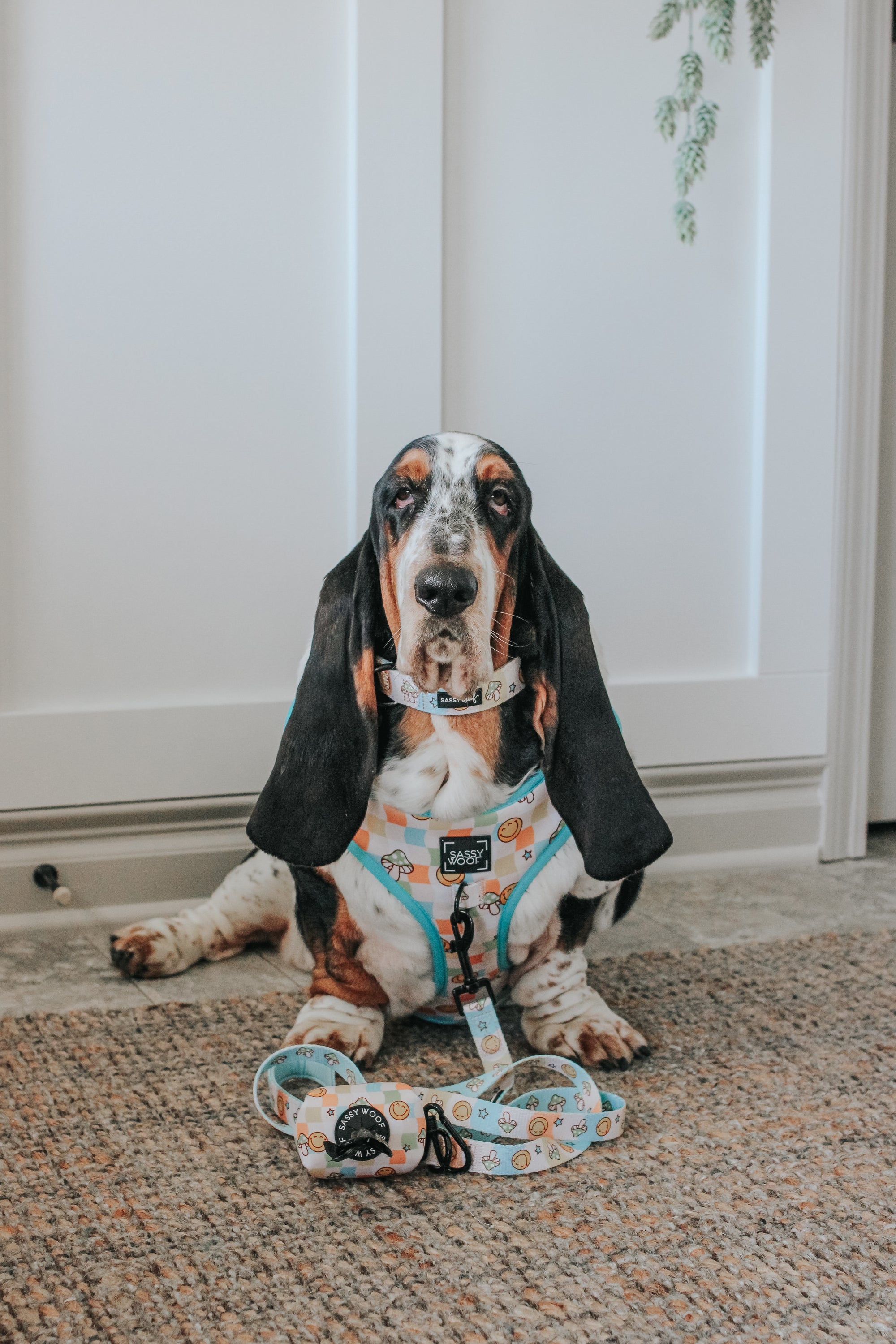 INFLUENCER_CONTENT | @DOLLY_JEAN_THE_BASSET | SIZE L