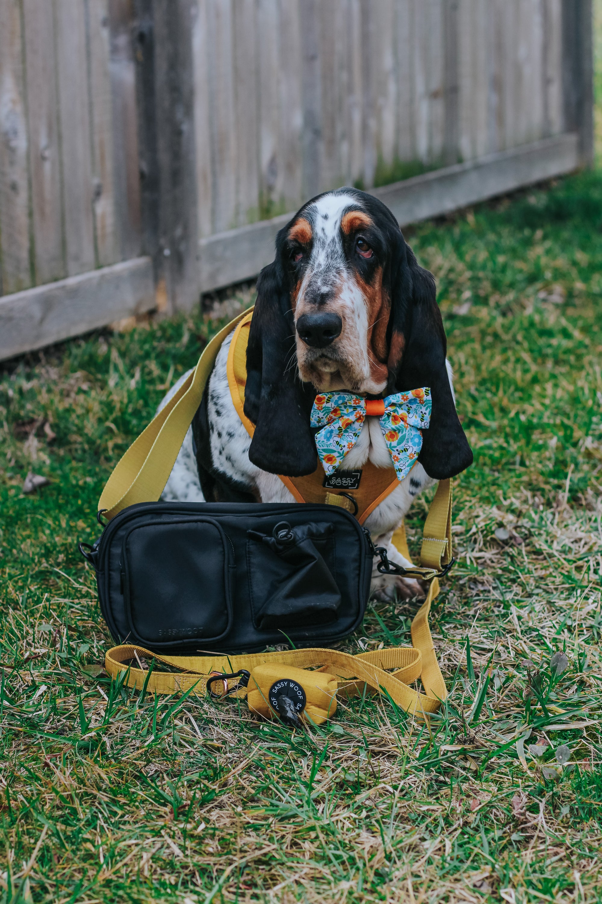 INFLUENCER_CONTENT | @DOLLY_JEAN_THE_BASSET