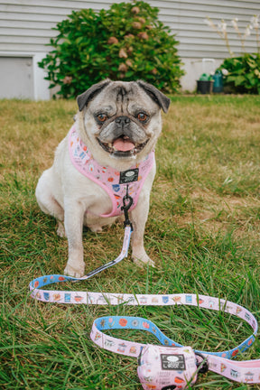 INFLUENCER_CONTENT | @TWO_PUGZ