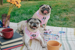 INFLUENCER_CONTENT | @TWO_PUGZ | SIZE M & M