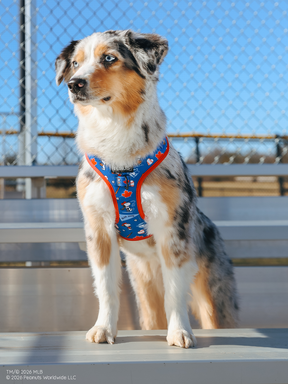 A blue merle Australian Shepherd stands on metal bleachers in front of a chain-link fence, wearing the Sassy Woof Dog Two Piece Bundle - MLB™ x Peanuts™ Toronto Blue Jays™, with a clear blue sky in the background.
