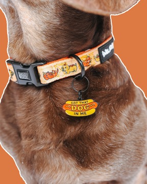 A brown dog wears an orange Sassy Woof collar from the Weenie Inspired collection with cartoon dog designs and a "Hot Dawg" collar tag, all on an orange background.