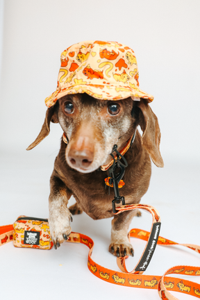 A brown dachshund from our collection wears an orange patterned bucket hat, matching leash, and the Sassy Woof Dog Waste Bag Holder - Hot Dawg, looking toward the camera against a plain white background.
