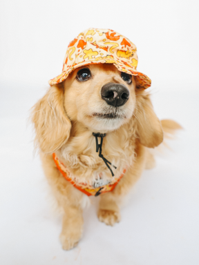 INFLUENCER_CONTENT | @MAYATHEDOX |