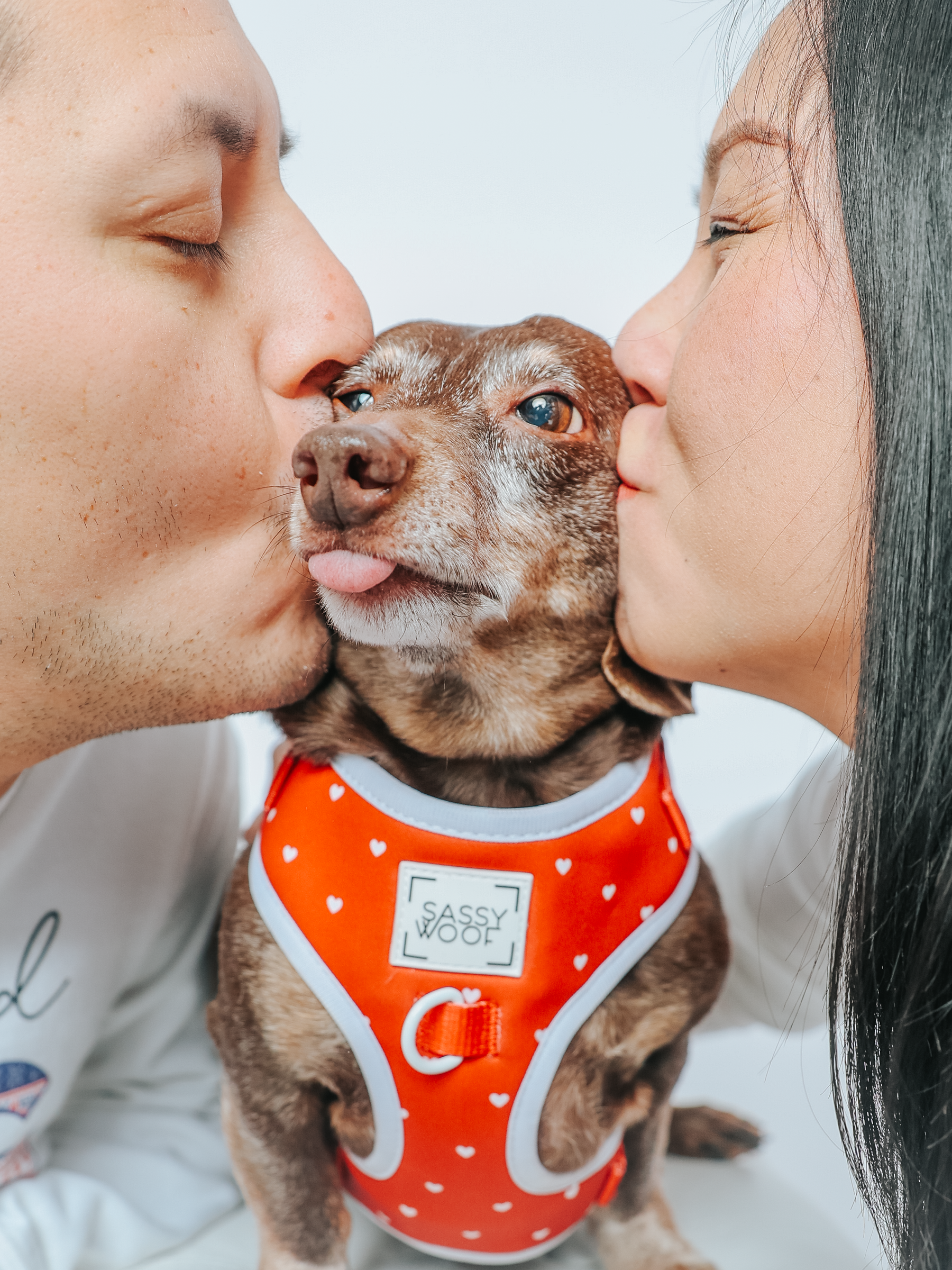 A small brown dog in a Sassy Woof Dog Adjustable Harness - Little Love, featuring white hearts, is kissed on both cheeks by a man and woman. The dog looks slightly uncomfortable and sticks its tongue out.