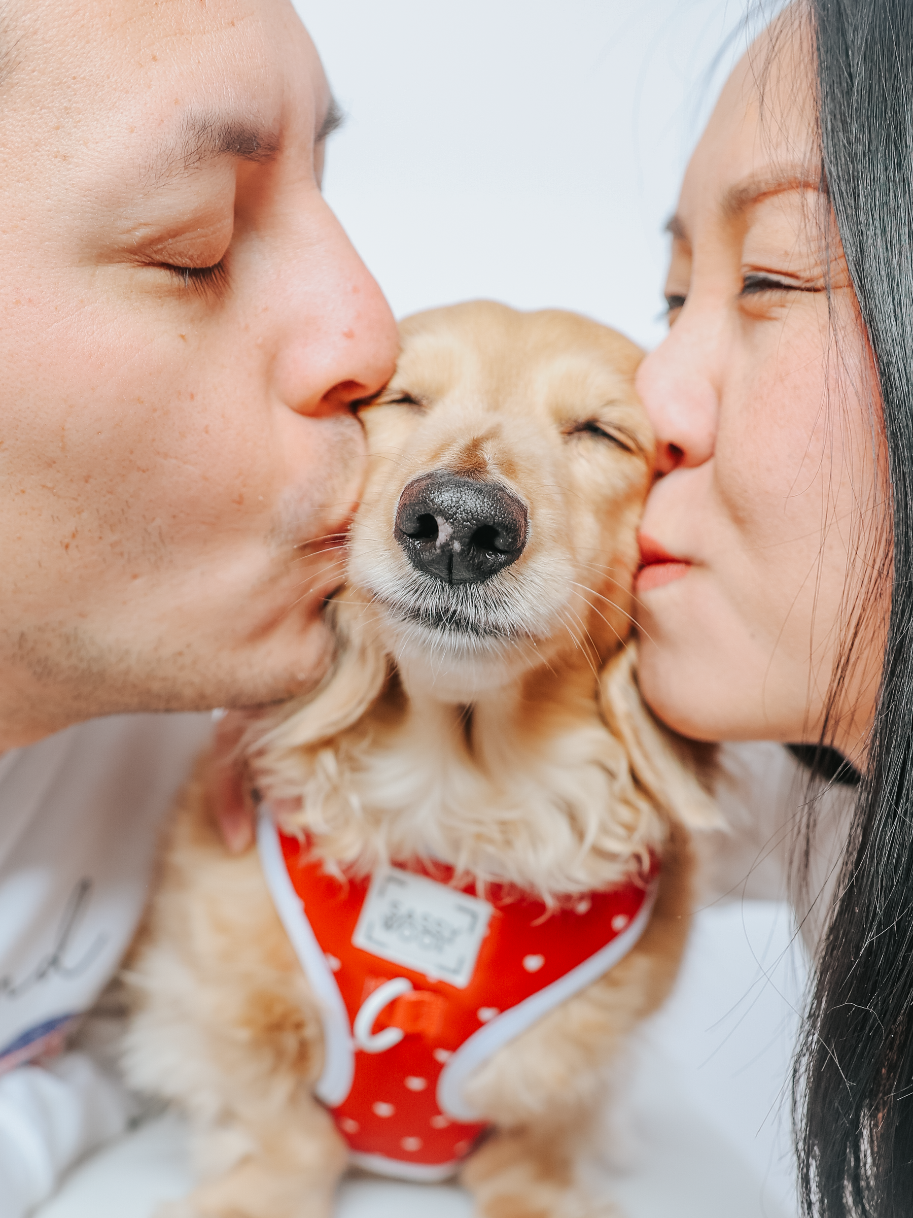 A tan dog in the Sassy Woof Dog Adjustable Harness - Little Love is gently hugged between a man and woman, both kissing its cheeks. The dog's eyes are closed, looking content in this cute, adjustable pet harness.