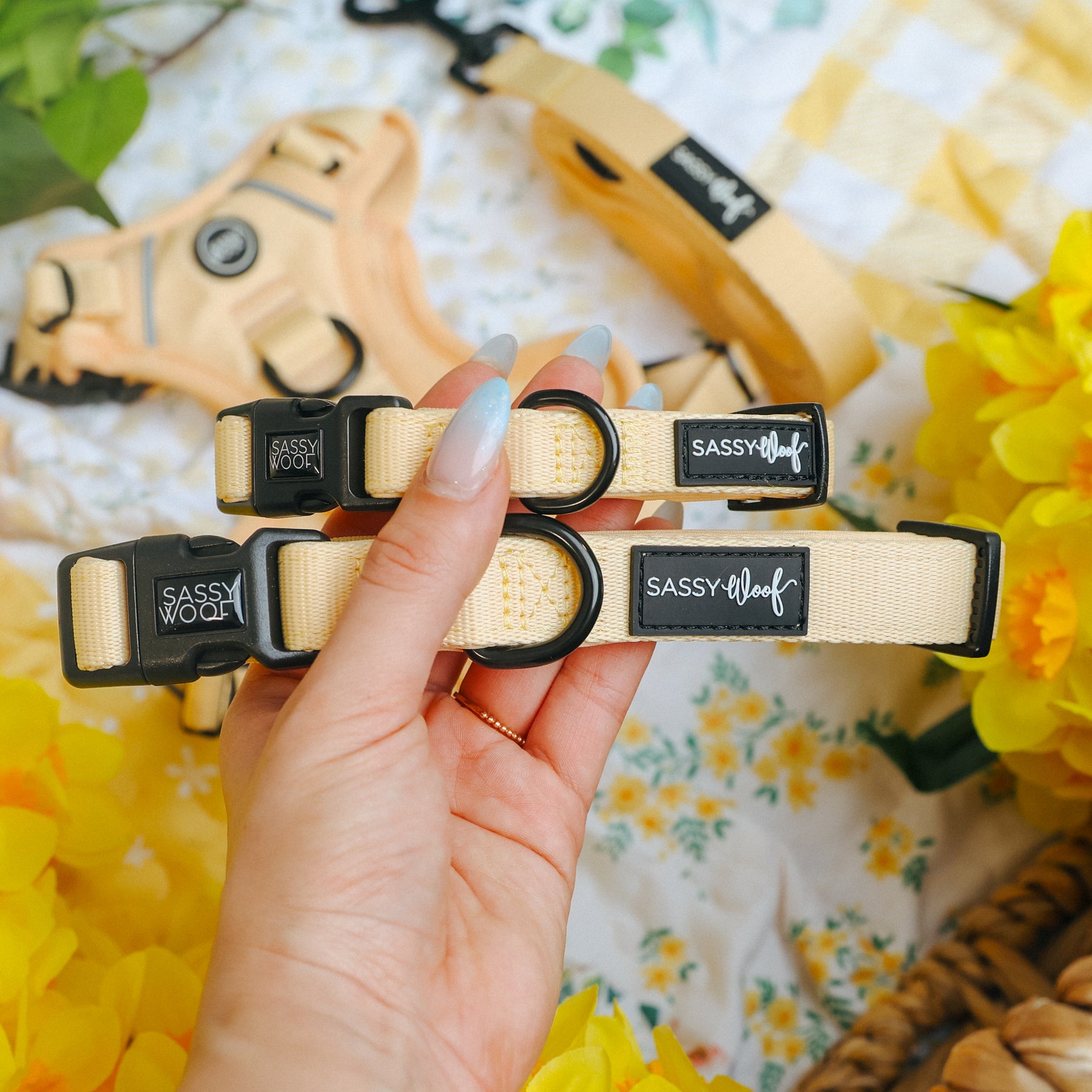 A hand holds the Sassy Woof Dog Three Piece Bundle - Daffodil, featuring two light yellow collars with bright yellow flowers and matching leash and accessories in the background.