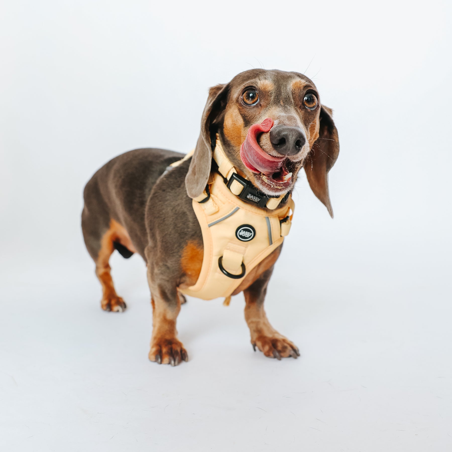 INFLUENCER_CONTENT | DEX | SIZE XS