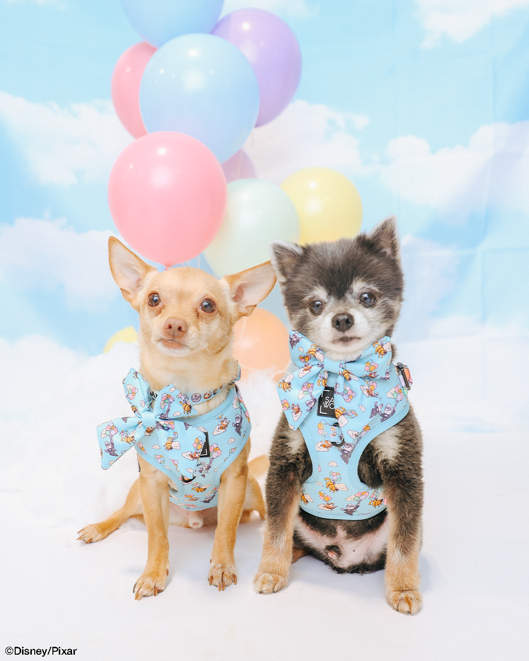 INFLUENCER_CONTENT | @PEANUTANDLOIS & @RAT_AND_BUG | 