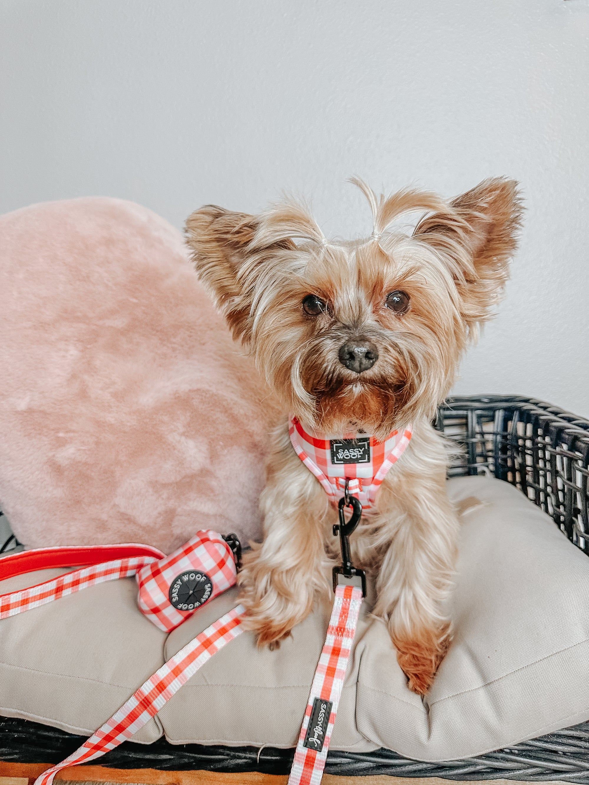 INFLUENCER_CONTENT | @EEVEE.THE.YORKIE