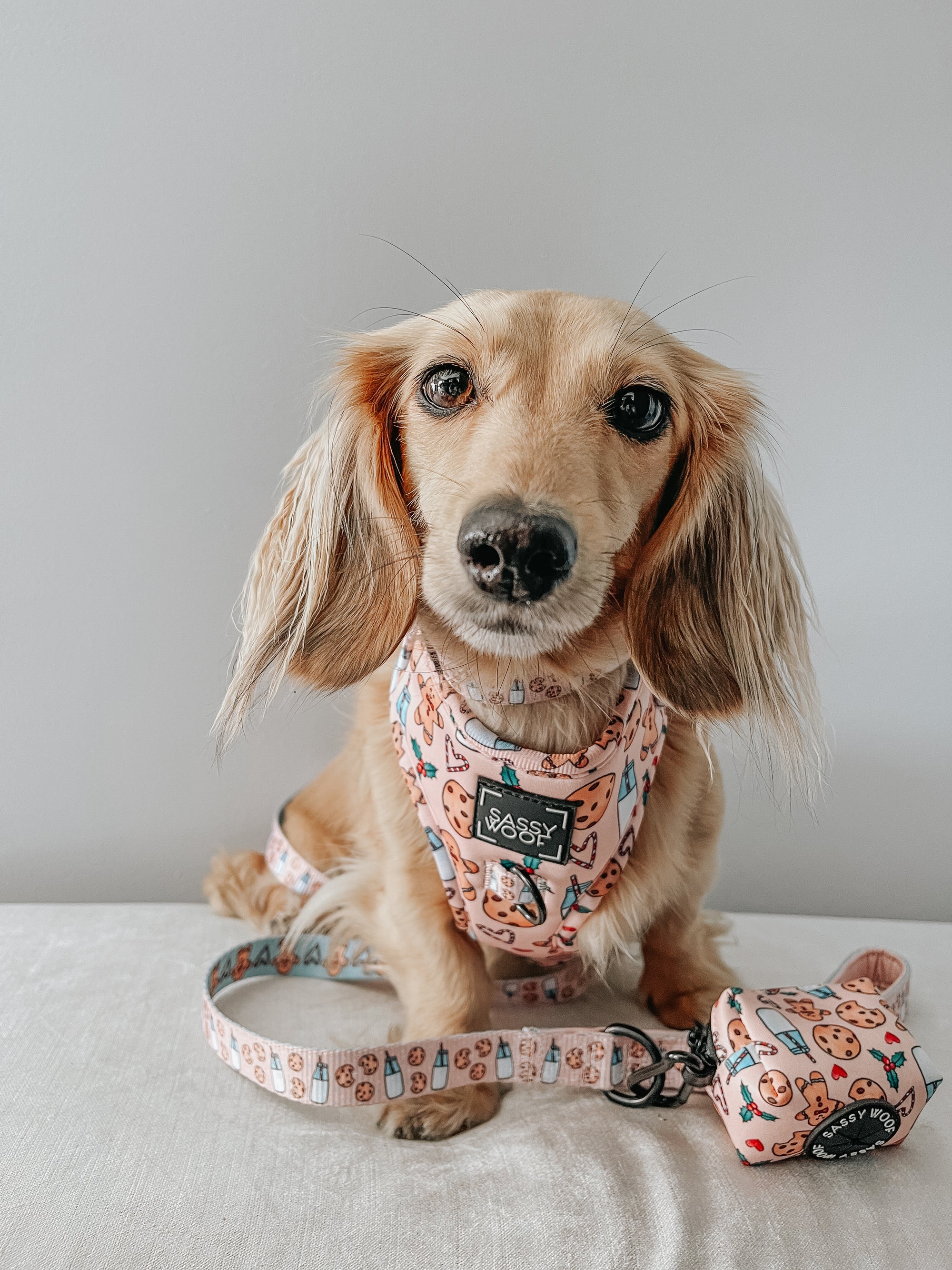 INFLUENCER_CONTENT | @FINNEGANTHEDOXIE | SIZE S & XS