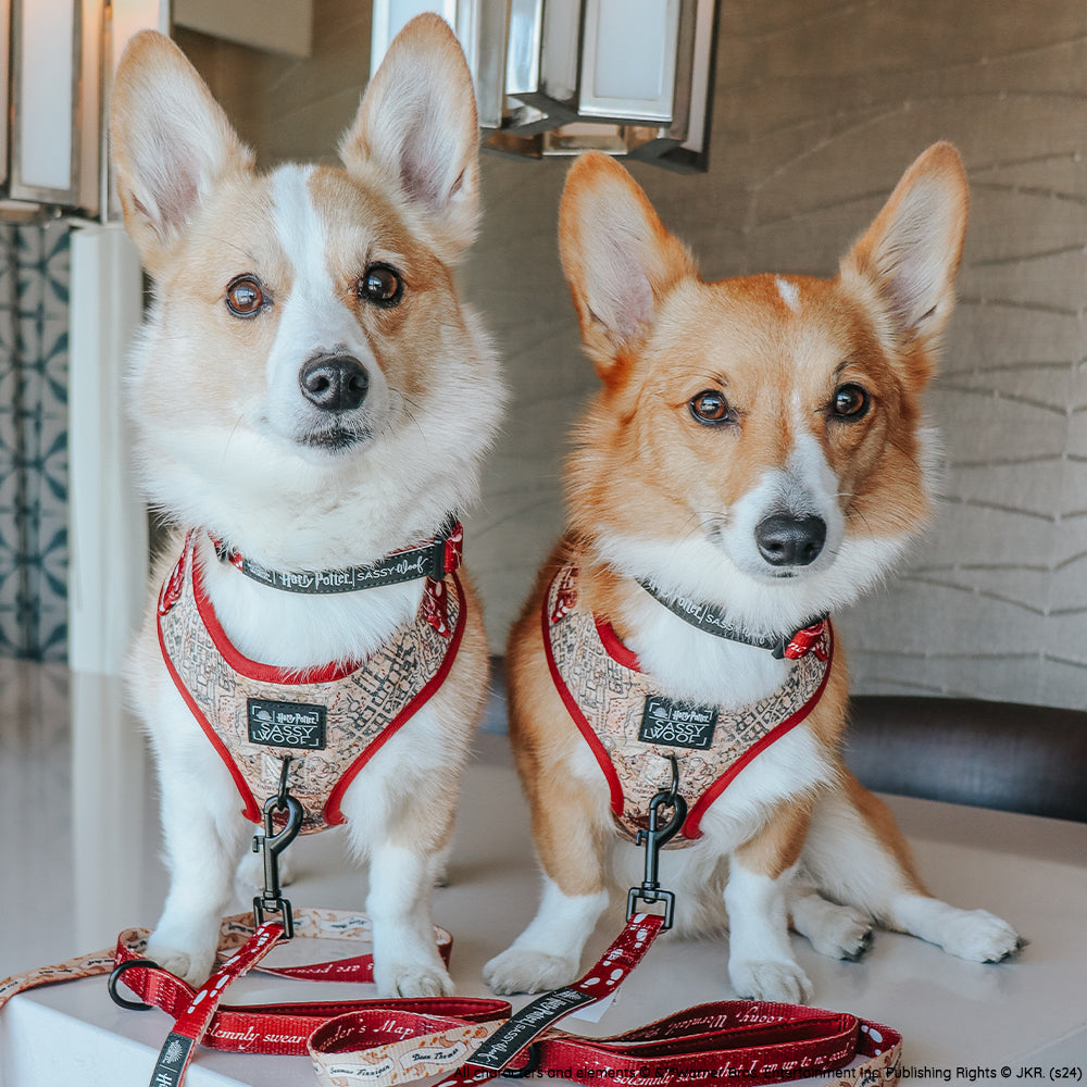 Dog Adjustable Harness - Harry Potter™ Marauder's Map™
