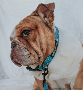 INFLUENCER_CONTENT | @FRANKIE.THE.BULLDAWG | SIZE L