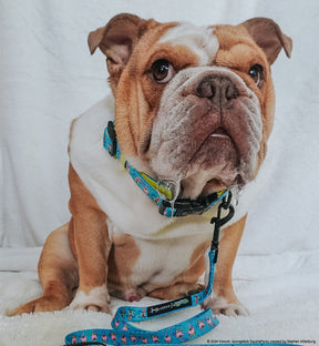 INFLUENCER_CONTENT | @FRANKIE.THE.BULLDAWG
