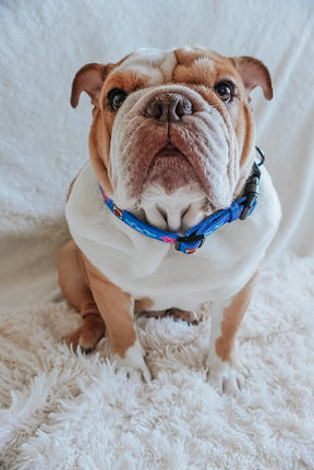 INFLUENCER_CONTENT | @FRANKIE.THE.BULLDAWG
