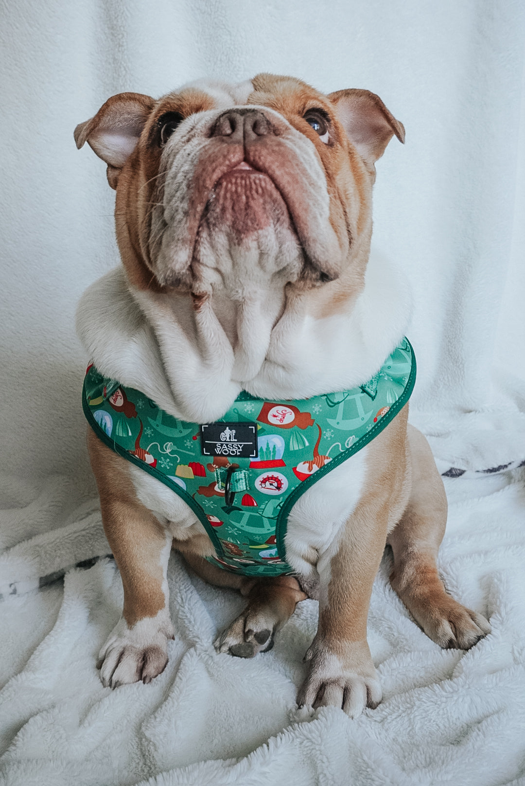 INFLUENCER_CONTENT | @FRANKIE.THE.BULLDAWG | SIZE XL