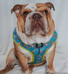 INFLUENCER_CONTENT | @FRANKIE.THE.BULLDAWG | SIZE XXL
