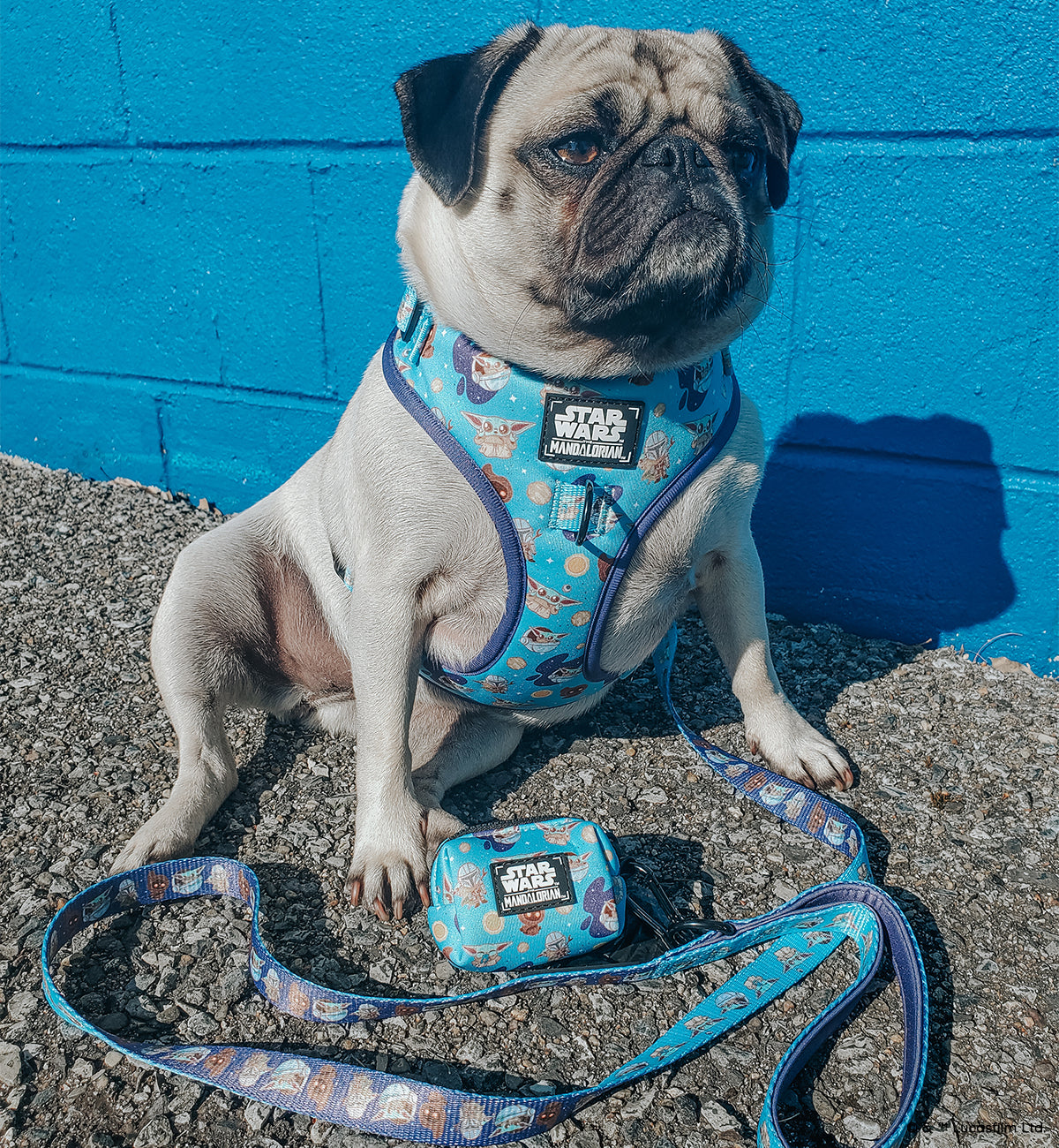 INFLUENCER_CONTENT | @GEMINIPUG | SIZE M & M