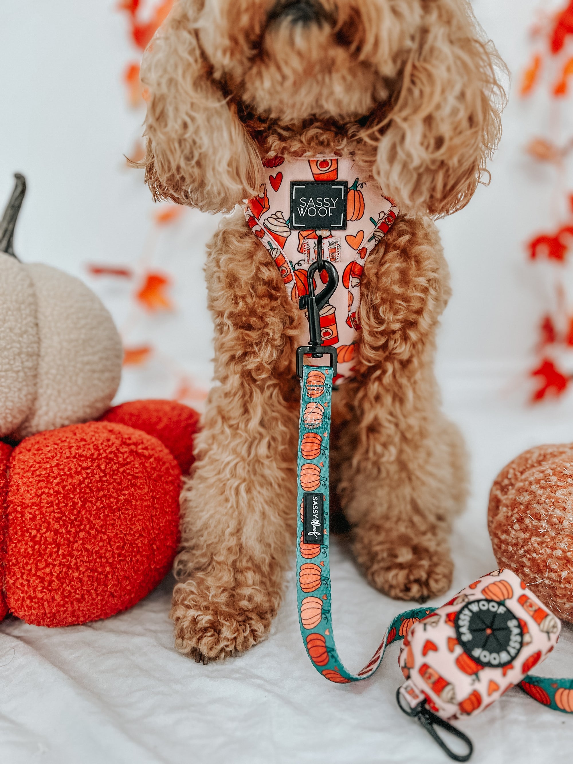 INFLUENCER_CONTENT | @GEORGIA_THECAVAPOO | SIZE S & XS