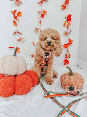 INFLUENCER_CONTENT | @GEORGIA_THECAVAPOO