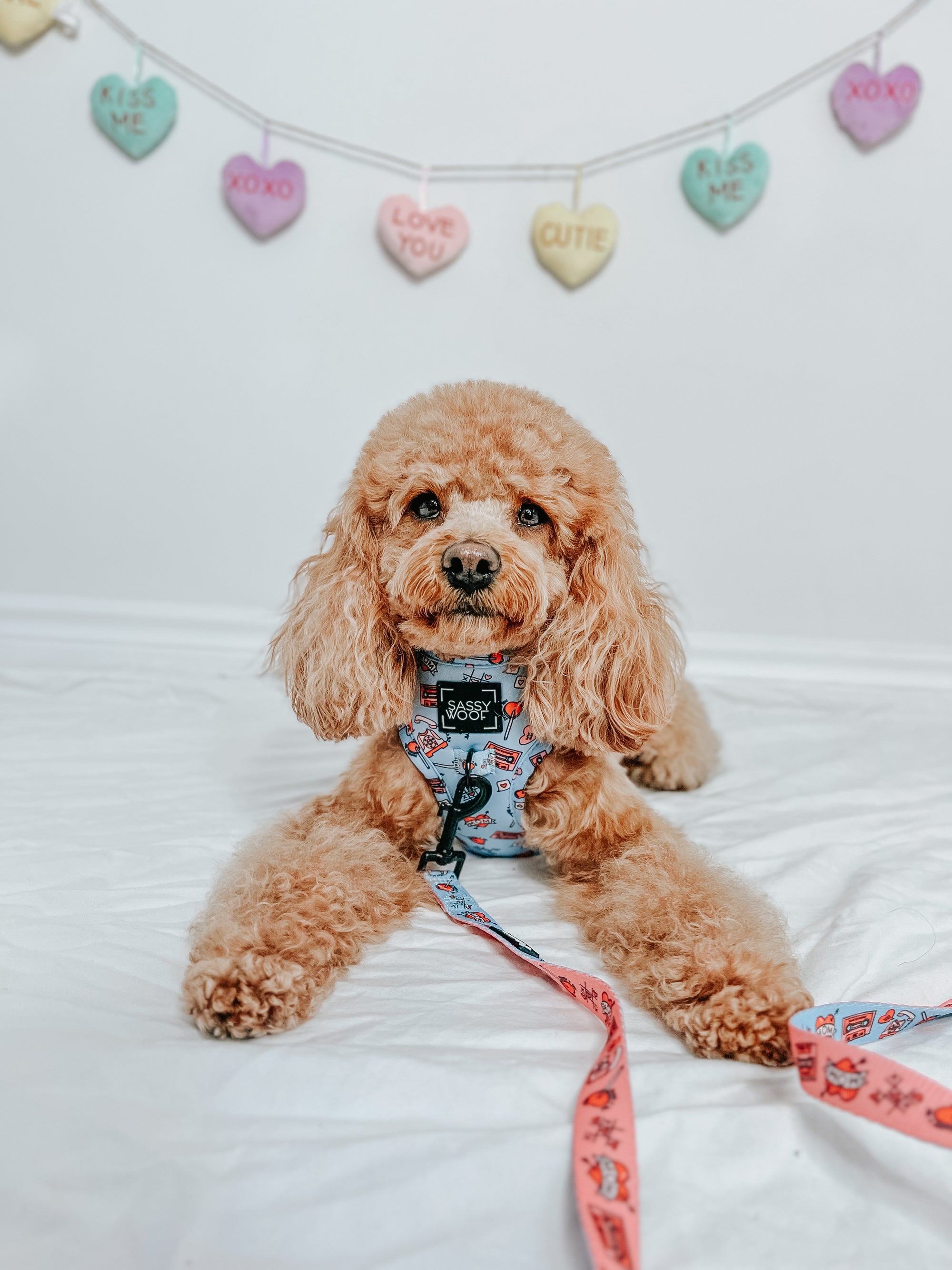 INFLUENCER_CONTENT | @GEORGIE.THECAVAPOO | SIZE XS