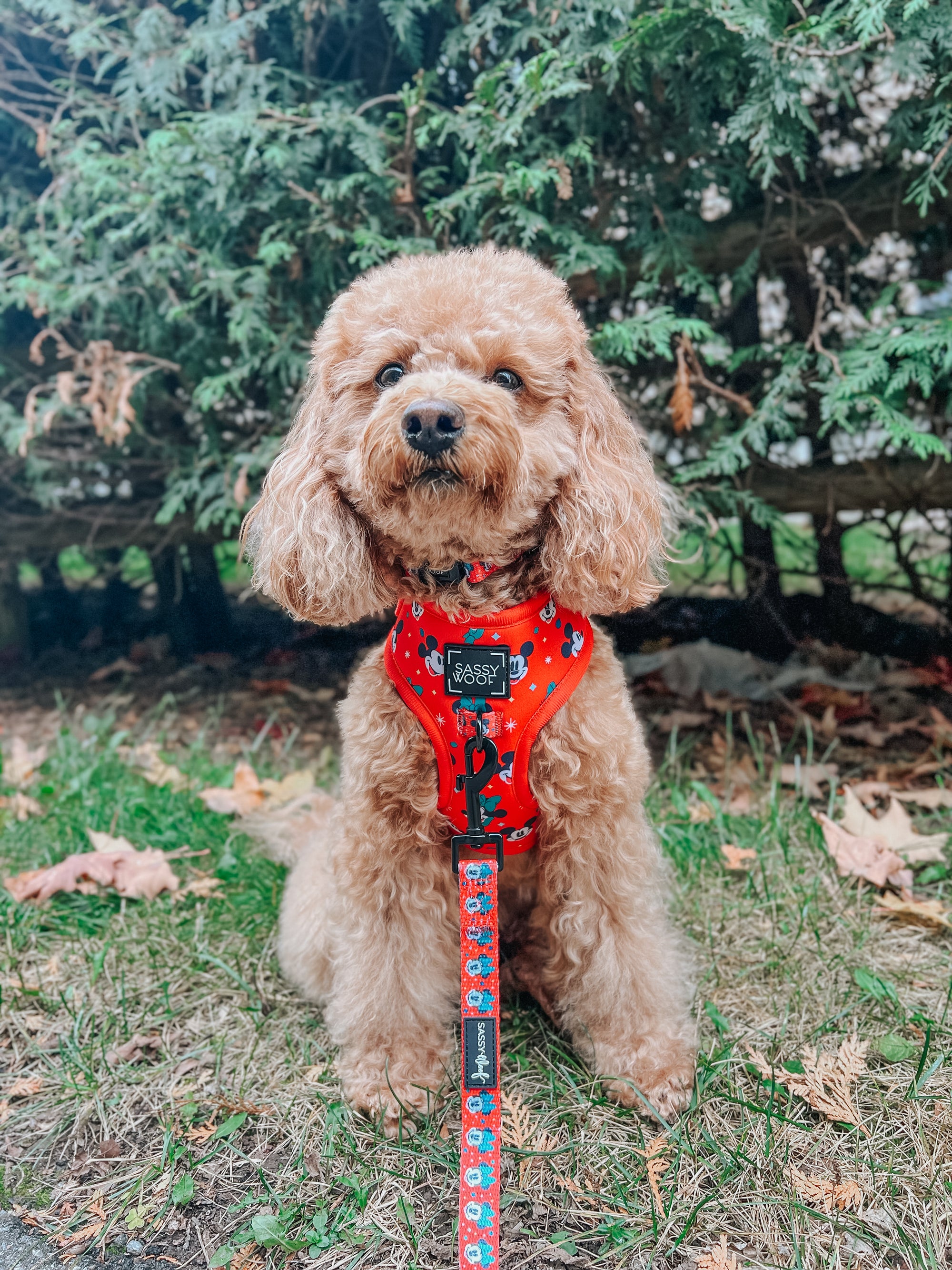 INFLUENCER_CONTENT | @GEORGIE.THECAVAPOO | SIZE S & XS