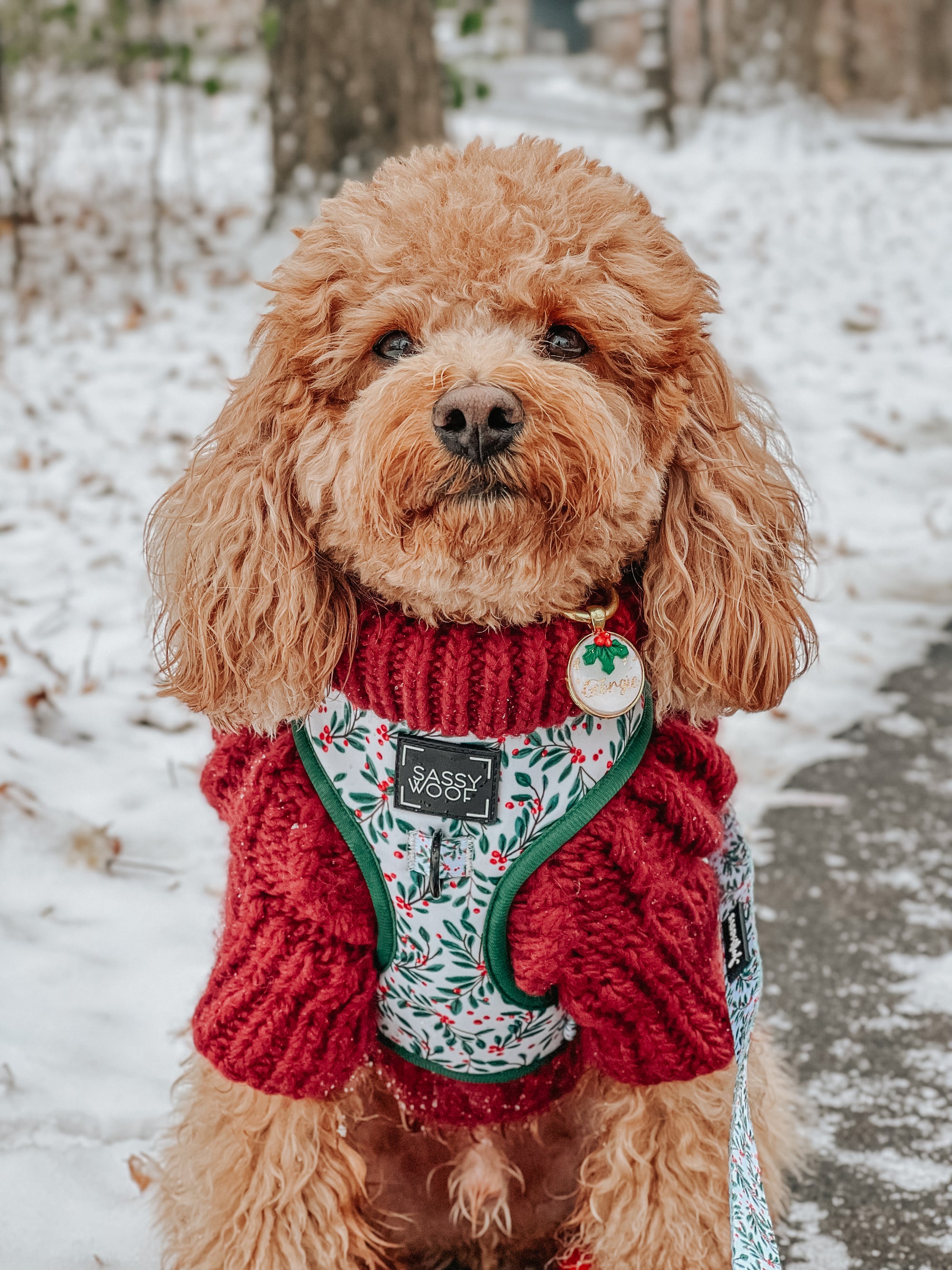 INFLUENCER_CONTENT | @GEORGIE.THECAVAPOO