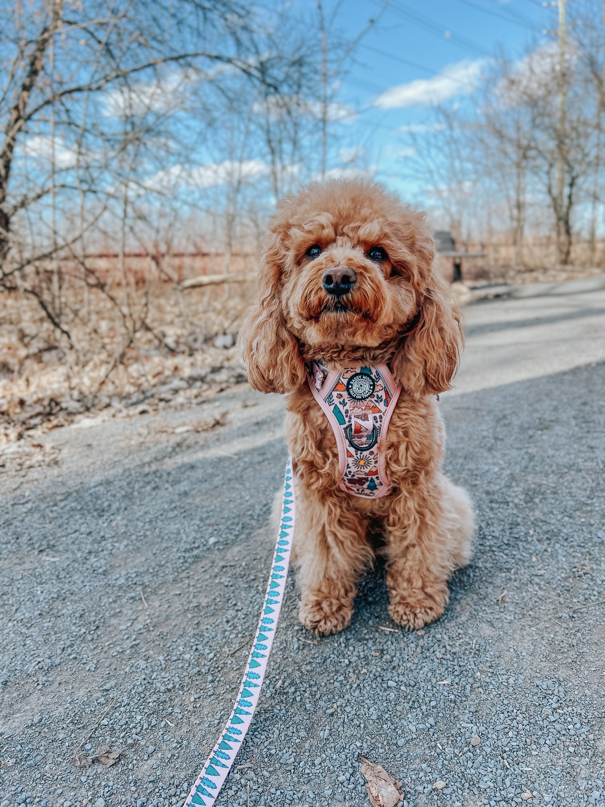 INFLUENCER_CONTENT | @GEORGIE.THECAVAPOO | SIZE M