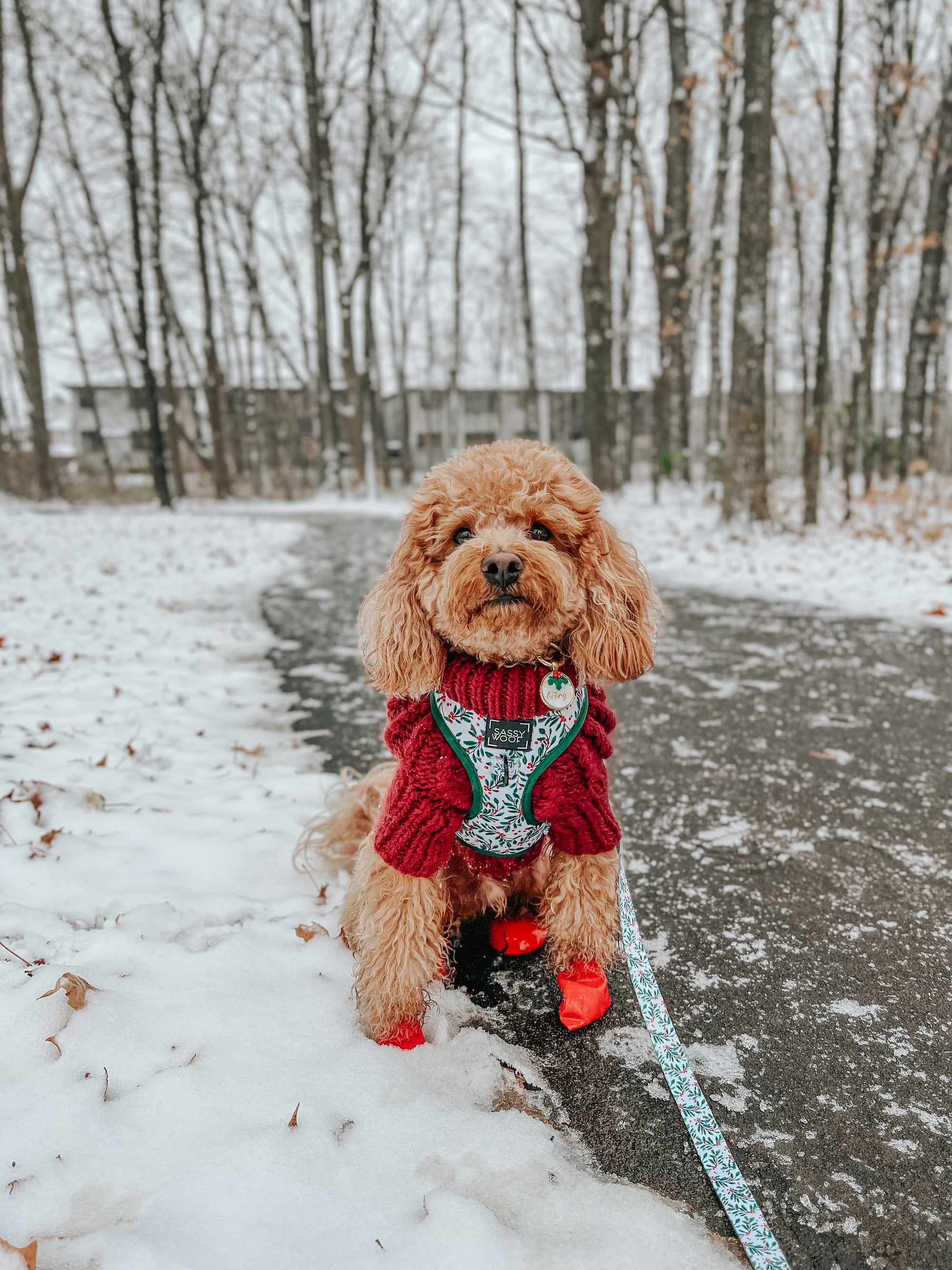 INFLUENCER_CONTENT | @GEORGIE.THECAVAPOO