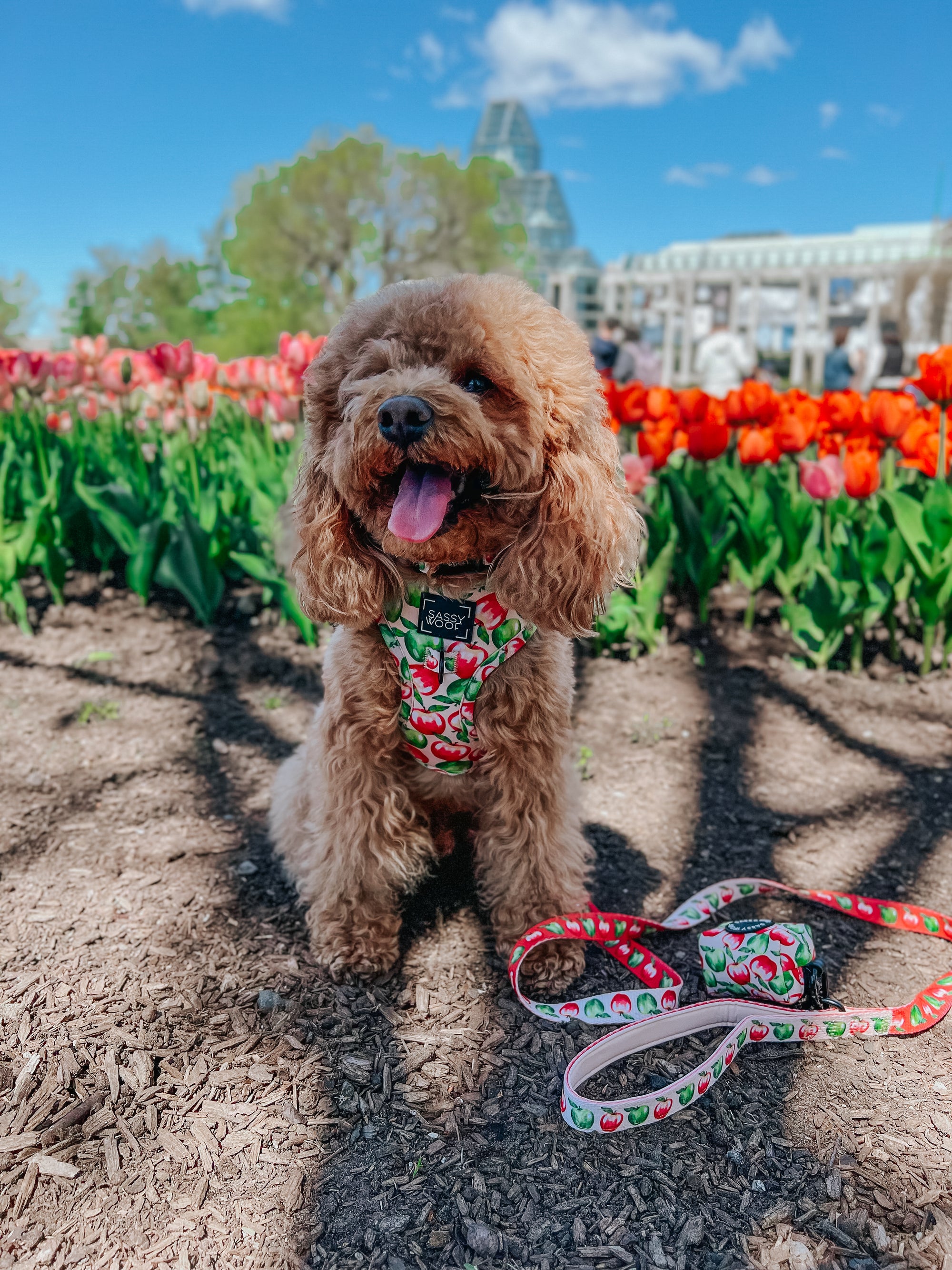 INFLUENCER_CONTENT | @GEORGIE.THECAVAPOO | SIZE XS