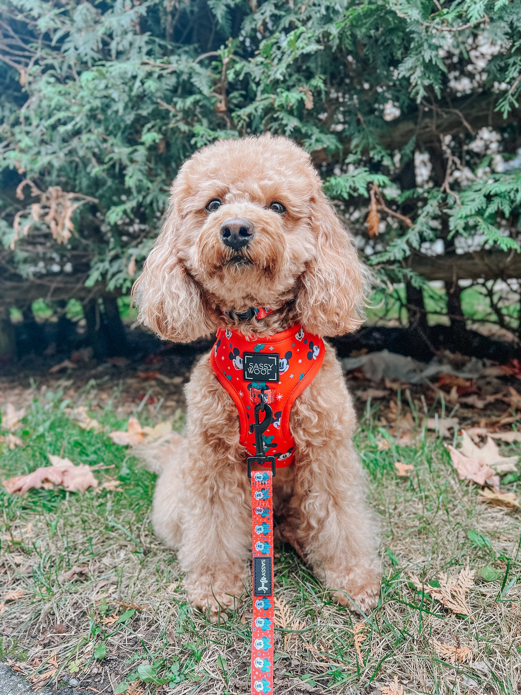 INFLUENCER_CONTENT | @GEORGIE_THECAVAPOO | SIZE XS
