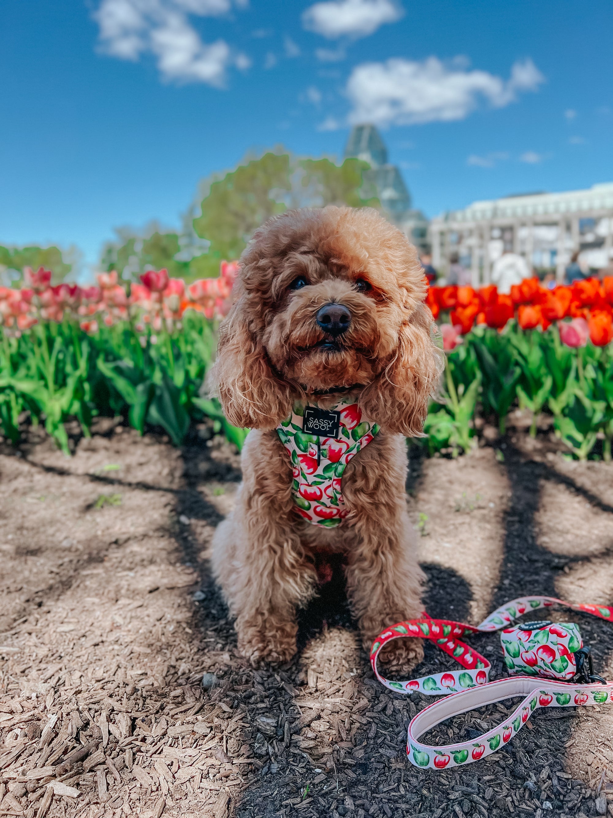 INFLUENCER_CONTENT | @GEORGIE.THECAVAPOO