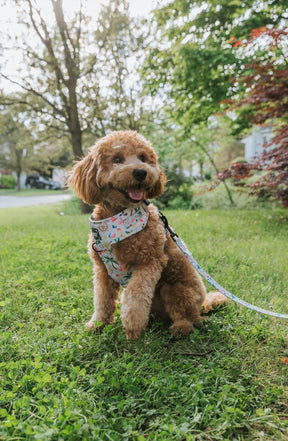 INFLUENCER_CONTENT | @BABYHENRYTHEGDOODLE | SIZE M