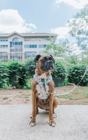 INFLUENCER_CONTENT | @THORTHEBOXER2012 | SIZE L