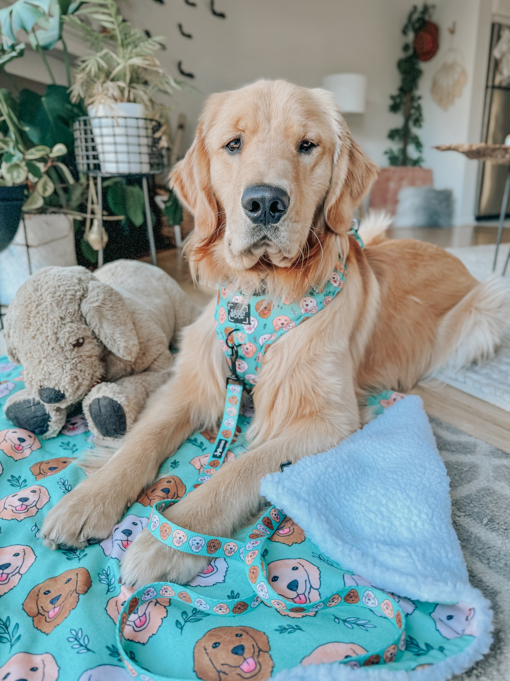 INFLUENCER_CONTENT | @GOLDENRETRIEVEROAKLEYY