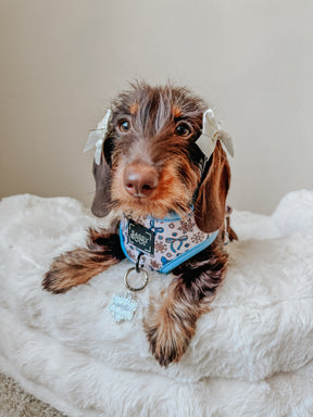 INFLUENCER_CONTENT | @HAUSOFDOXIES | SIZE XS