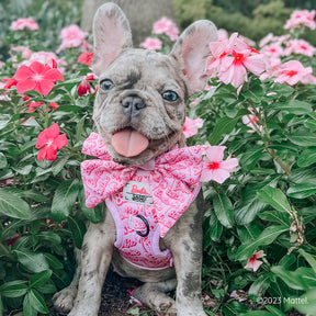 INFLUENCER_CONTENT | @HAVANESEMORNING