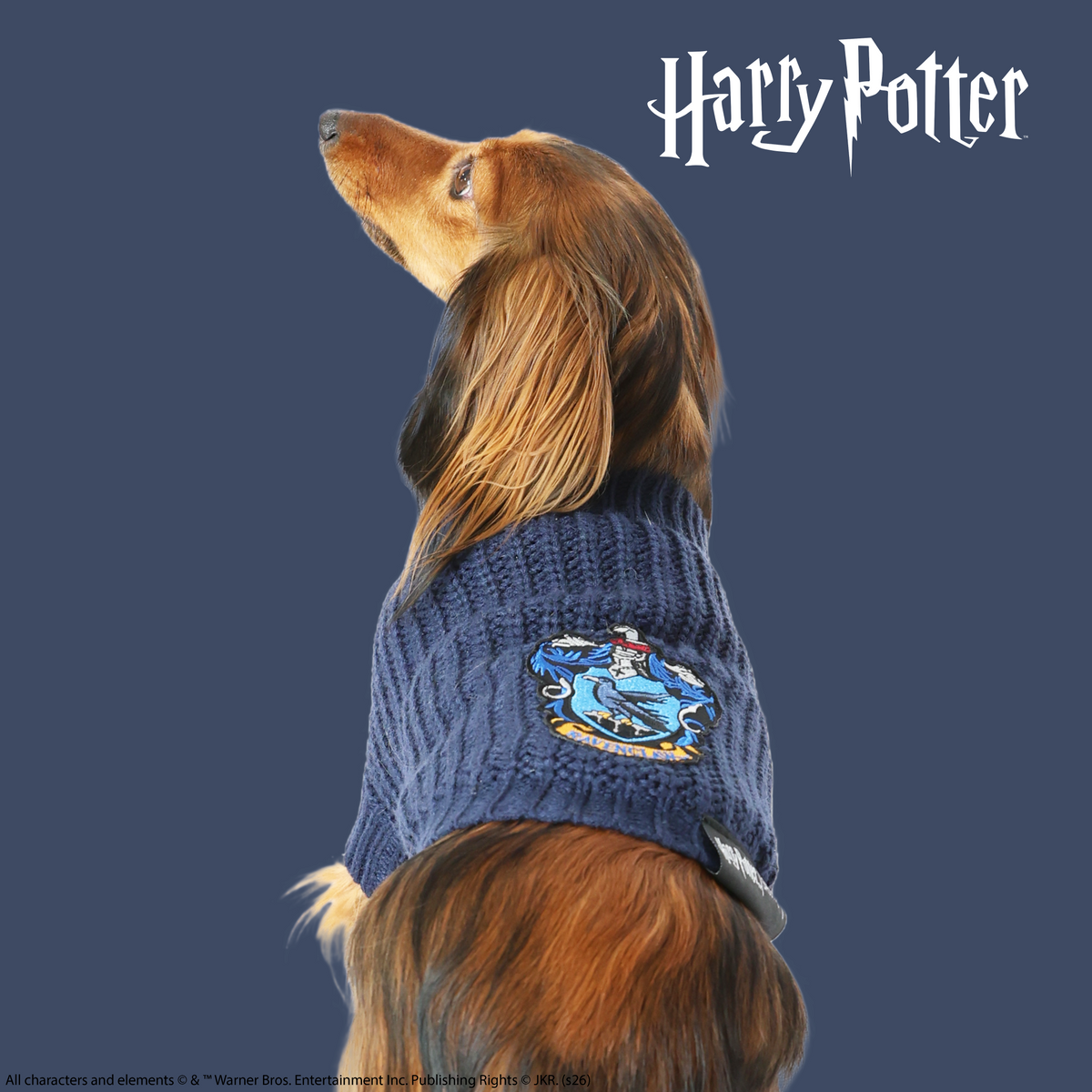 A brown dachshund sports the Sassy Woof Pet Cable Knit Sweater - Harry Potter™ Ravenclaw, showcasing a blue cable knit design with a crest patch. The Harry Potter logo is displayed in the top right corner against a blue background.