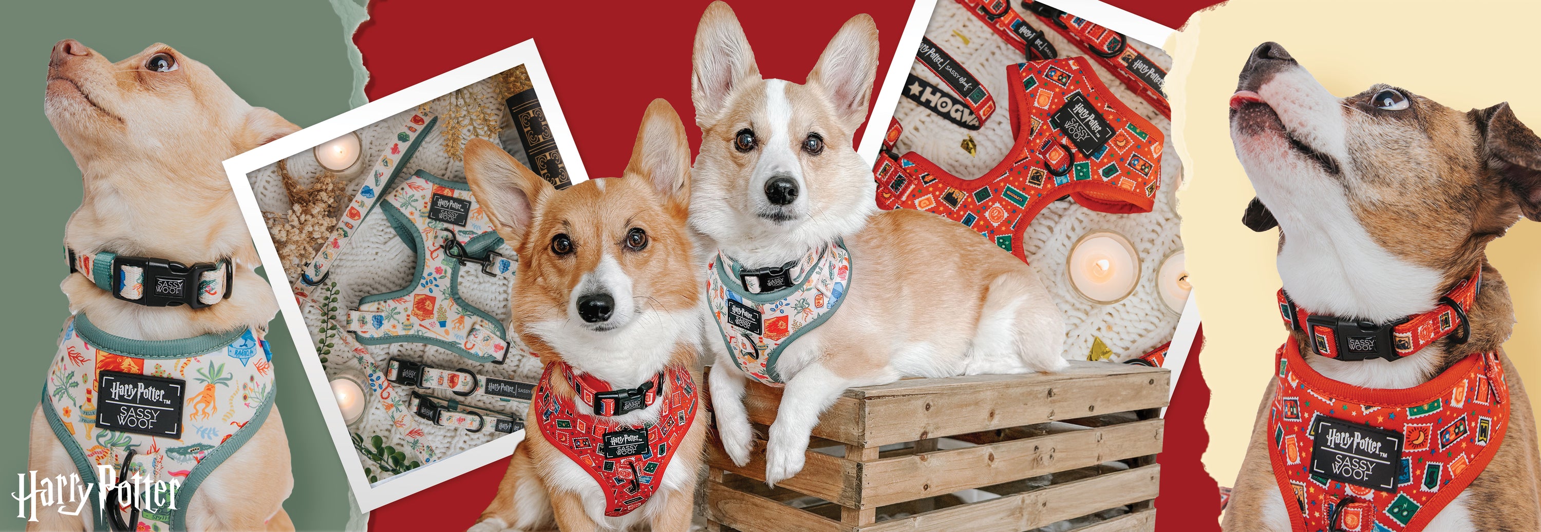 Collage of dogs wearing various dog collars with different designs on a red background.