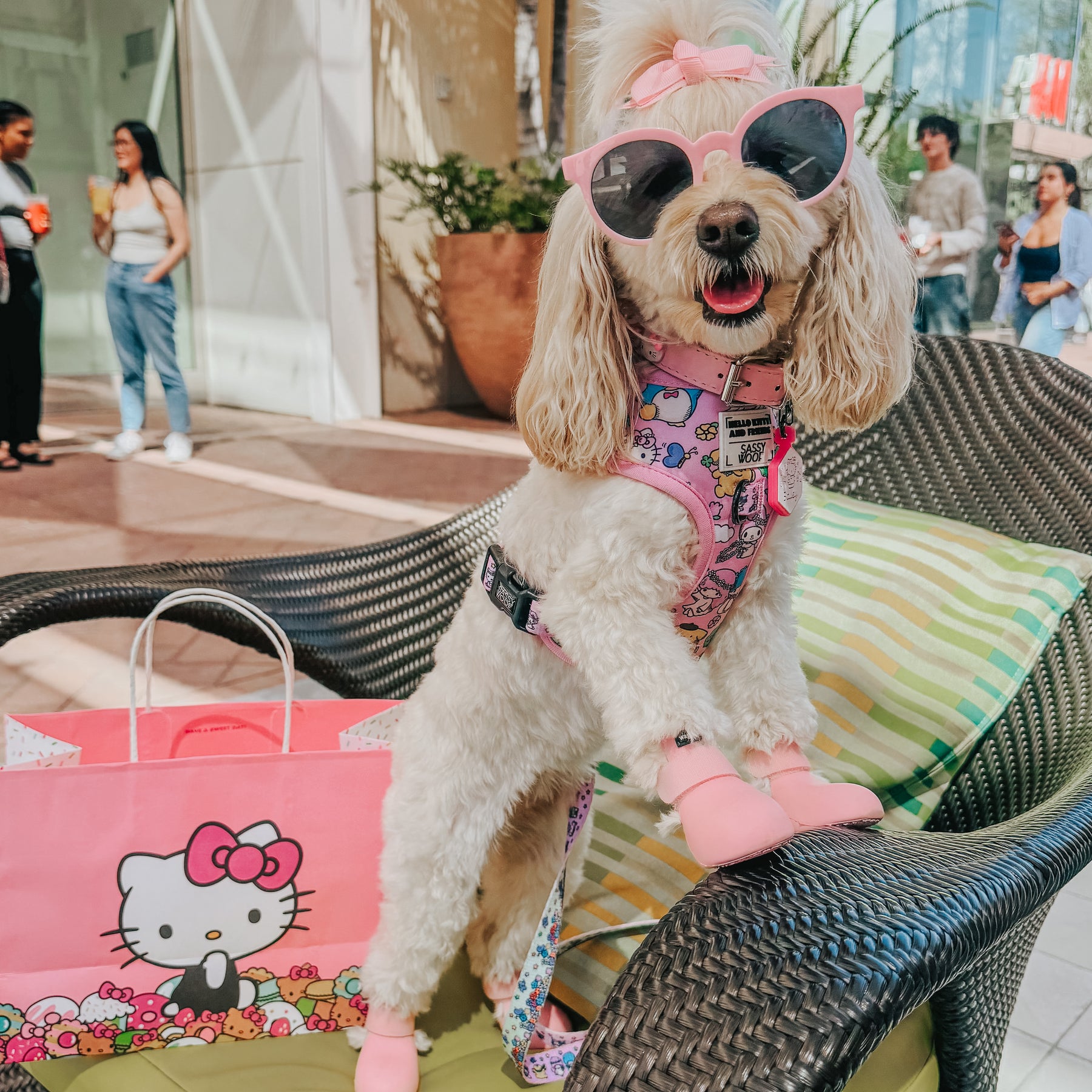 INFLUENCER_CONTENT | @BAILEYTHEQUARENDOGGO | SIZE XS