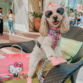 INFLUENCER_CONTENT | @BAILEYTHEQUARENDOGGO | SIZE XS