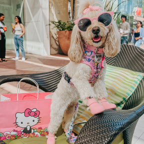 INFLUENCER_CONTENT | @BAILEYTHEQUARENDOGGO | SIZE XS