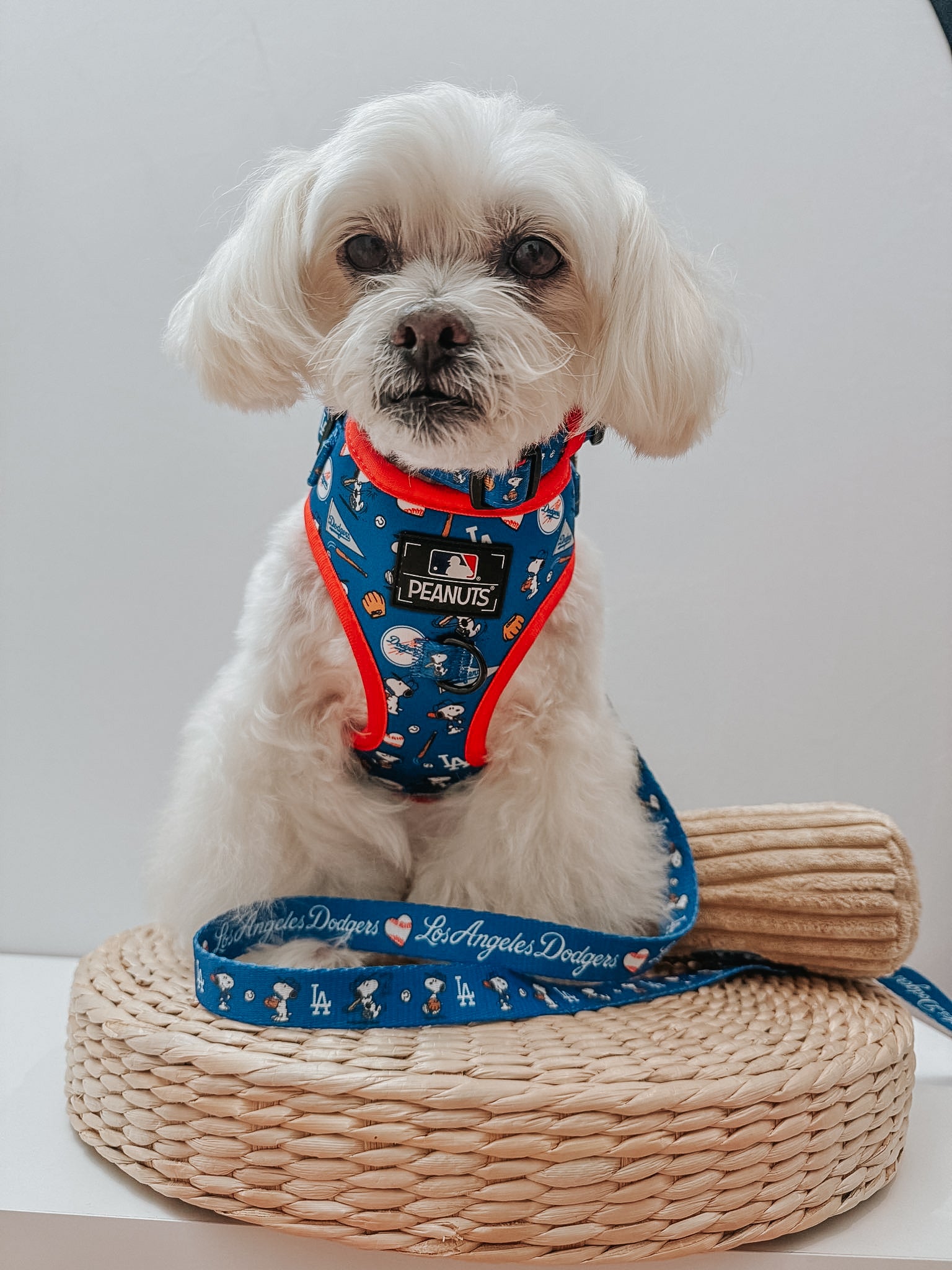 INFLUENCER_CONTENT | @MOCHI_THE_POO