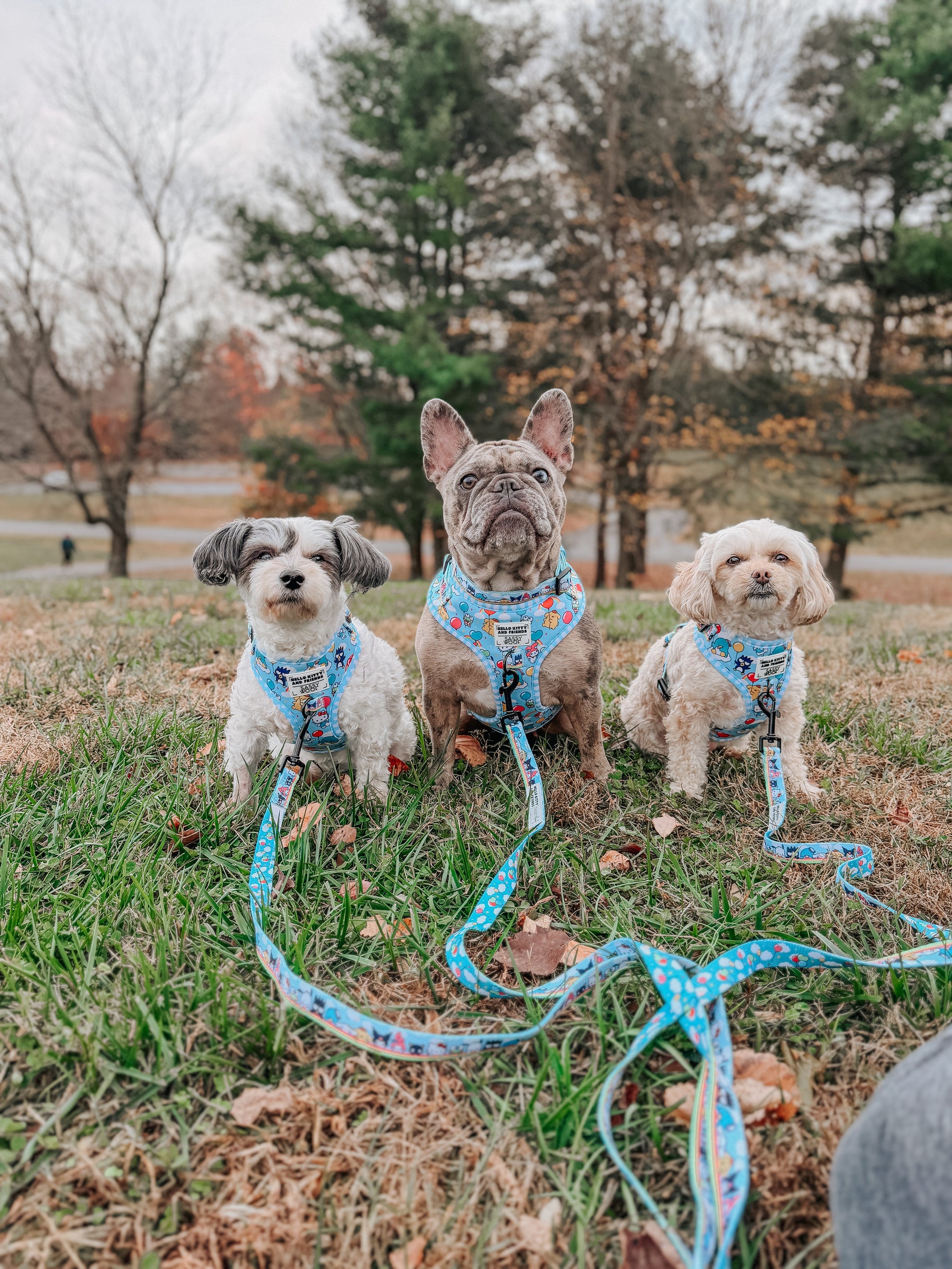 INFLUENCER_CONTENT | @HAVANESEMORNING @MY.FRENCHIE.FRY | SIZE XS,M