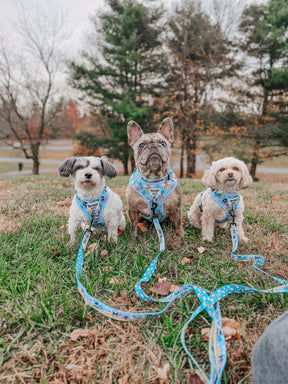 INFLUENCER_CONTENT | @HAVANESEMORNING @MY.FRENCHIE.FRY | SIZE XS,M