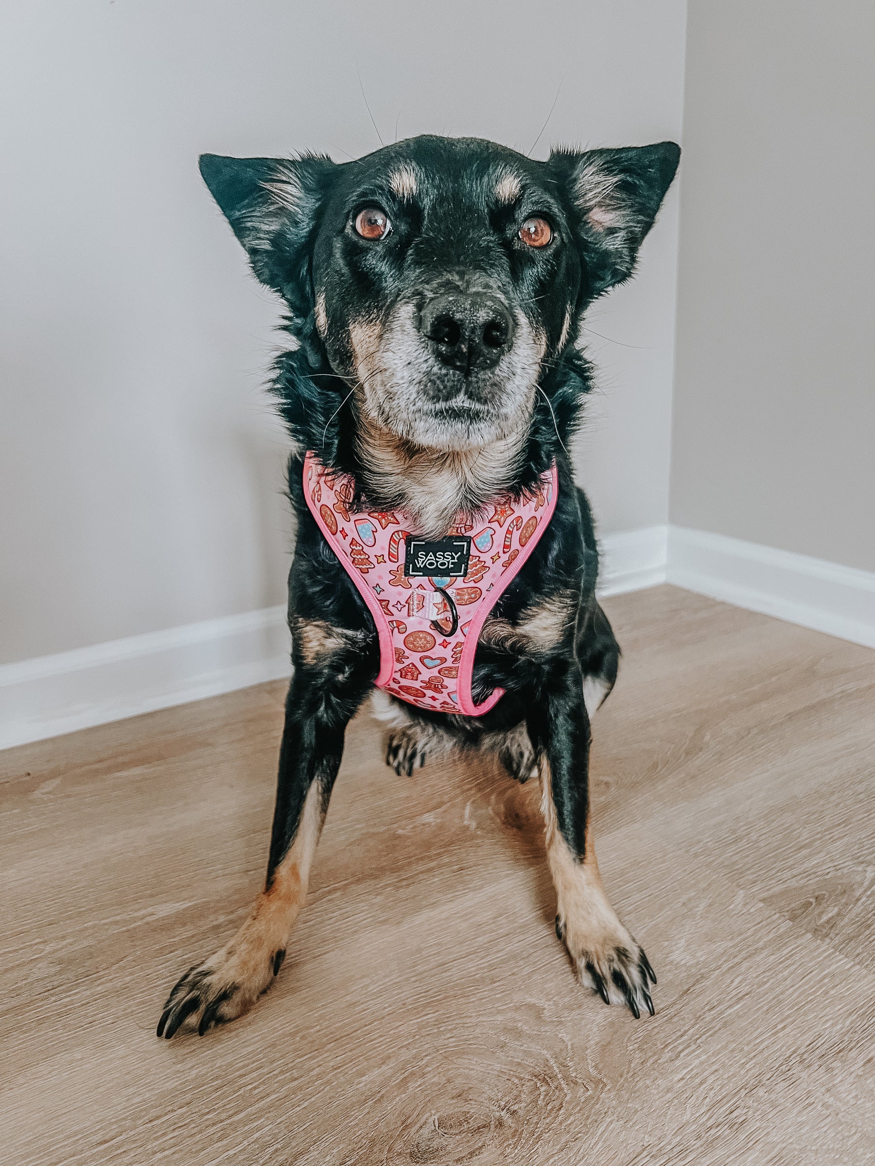 INFLUENCER_CONTENT | @CHAITOTHERESCUE | SIZE M