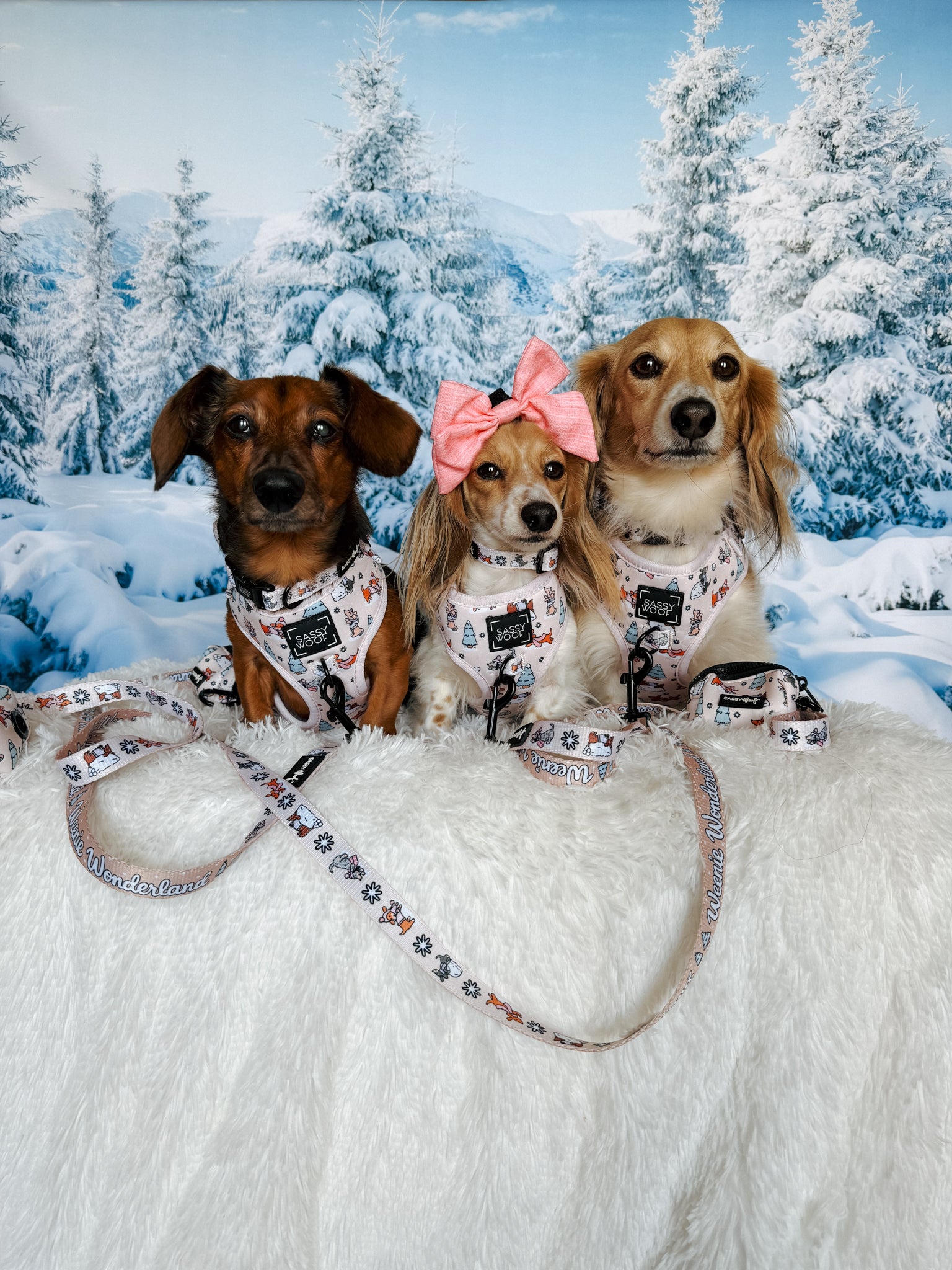 INFLUENCER_CONTENT | @POPPINTHEDACHSHUND | COLLAR & HARNESS SIZE: S & XS