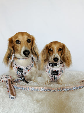 INFLUENCER_CONTENT | @POPPINTHEDACHSHUND | COLLAR & HARNESS SIZE: S & XS